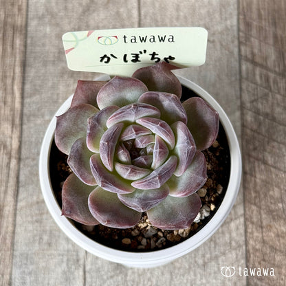＊新発売＊　かぼちゃ 【tawawaハウス苗】