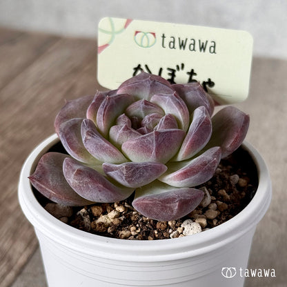 ＊新発売＊　かぼちゃ 【tawawaハウス苗】