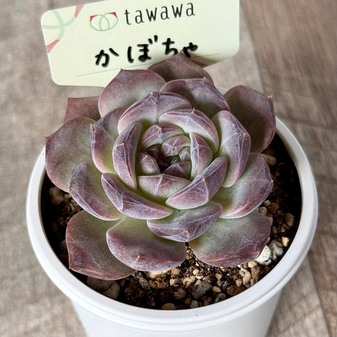 ＊新発売＊　かぼちゃ 【tawawaハウス苗】
