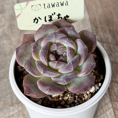 ＊新発売＊　かぼちゃ 【tawawaハウス苗】