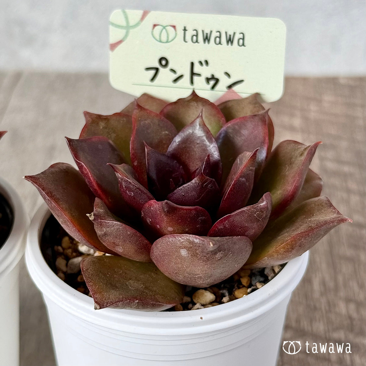 ＊新発売＊　プンドゥン【tawawaハウス苗】