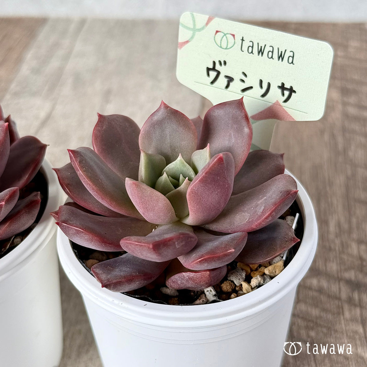 ＊新発売＊　ヴァシリサ【tawawaハウス苗】