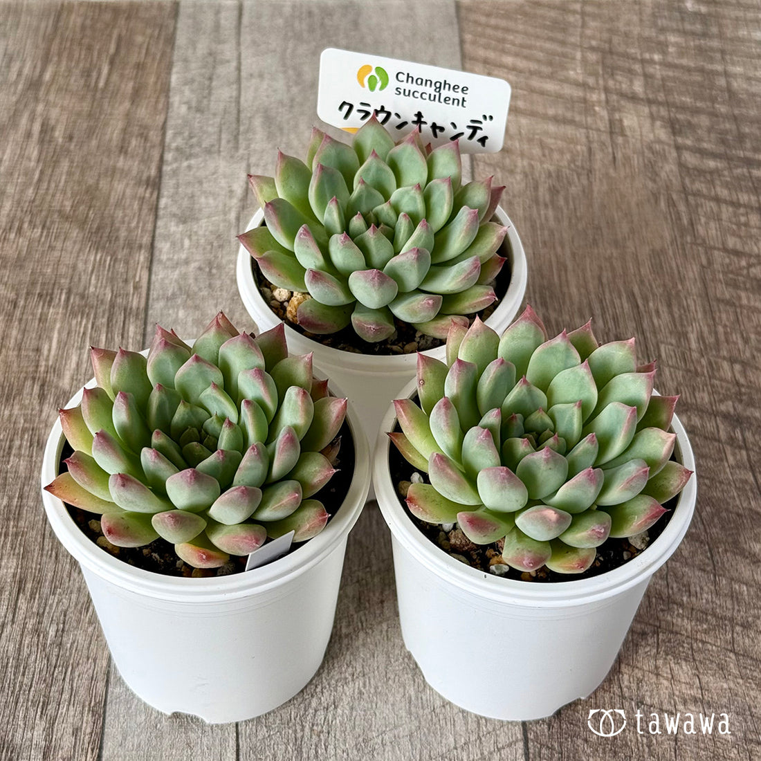 ＊新発売＊　クラウンキャンディ（チャンヒー農園）【tawawaハウス苗】