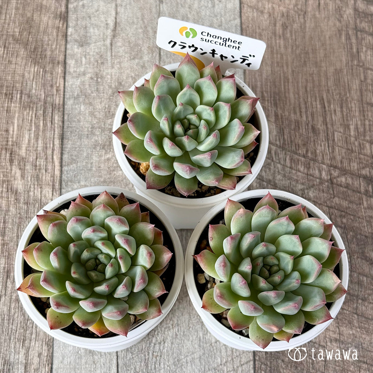＊新発売＊　クラウンキャンディ（チャンヒー農園）【tawawaハウス苗】