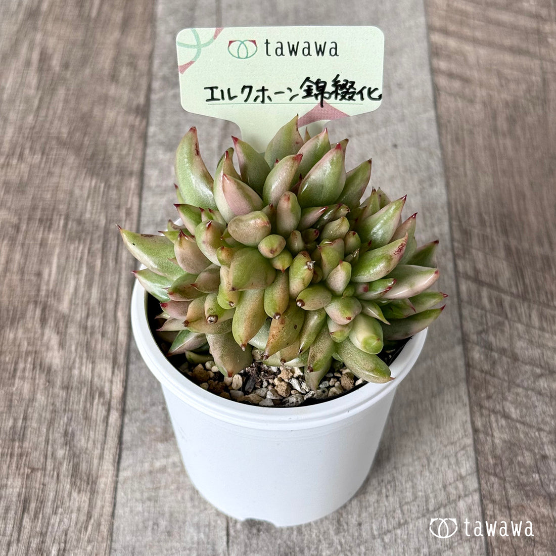 ＊新発売＊　エルクホーン錦綴化【tawawaハウス苗】