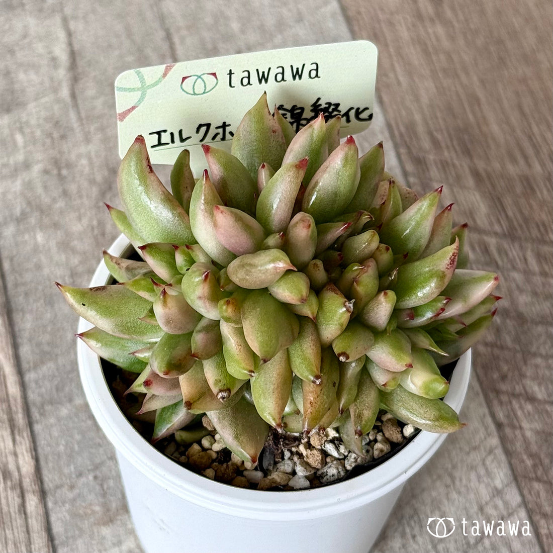 ＊新発売＊　エルクホーン錦綴化【tawawaハウス苗】