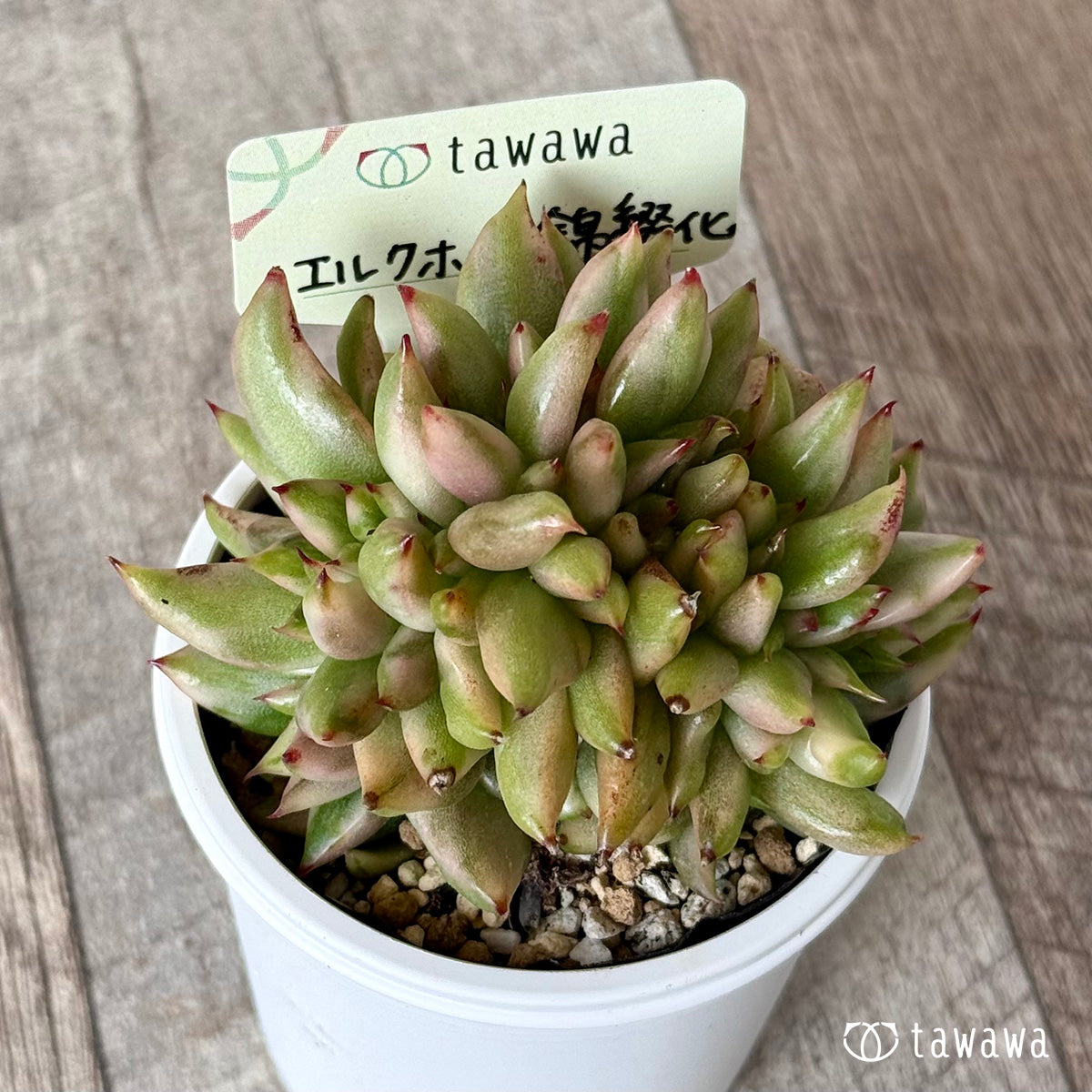 ＊新発売＊　エルクホーン錦綴化【tawawaハウス苗】