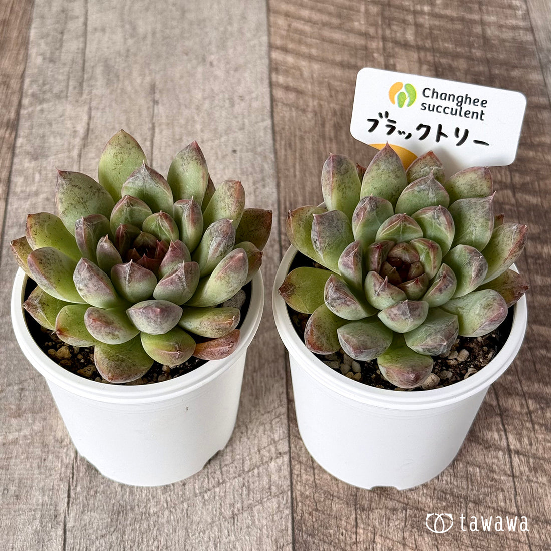 New Arrivals: Ice Green