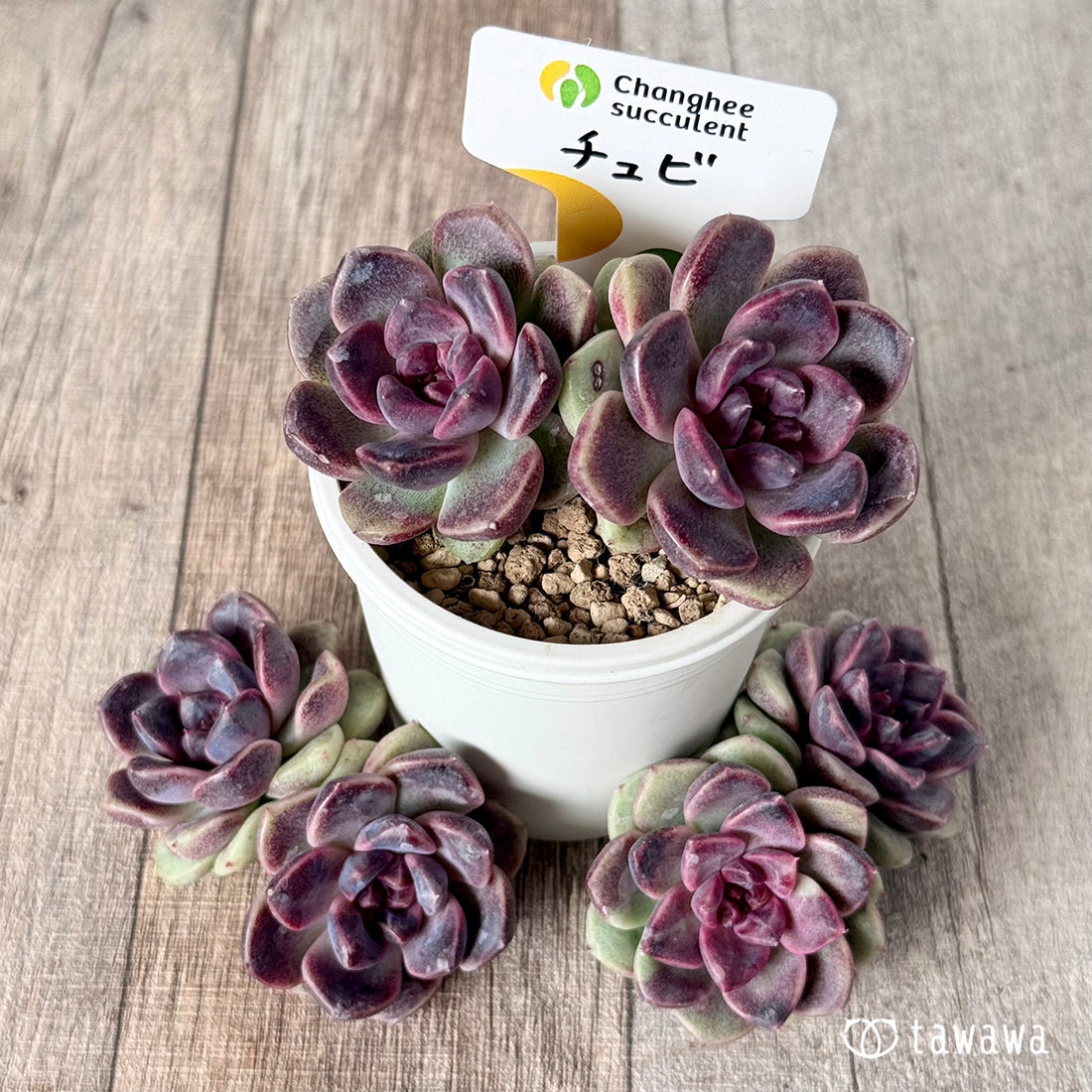 チュビ【双頭苗】 (チャンヒー農園苗)