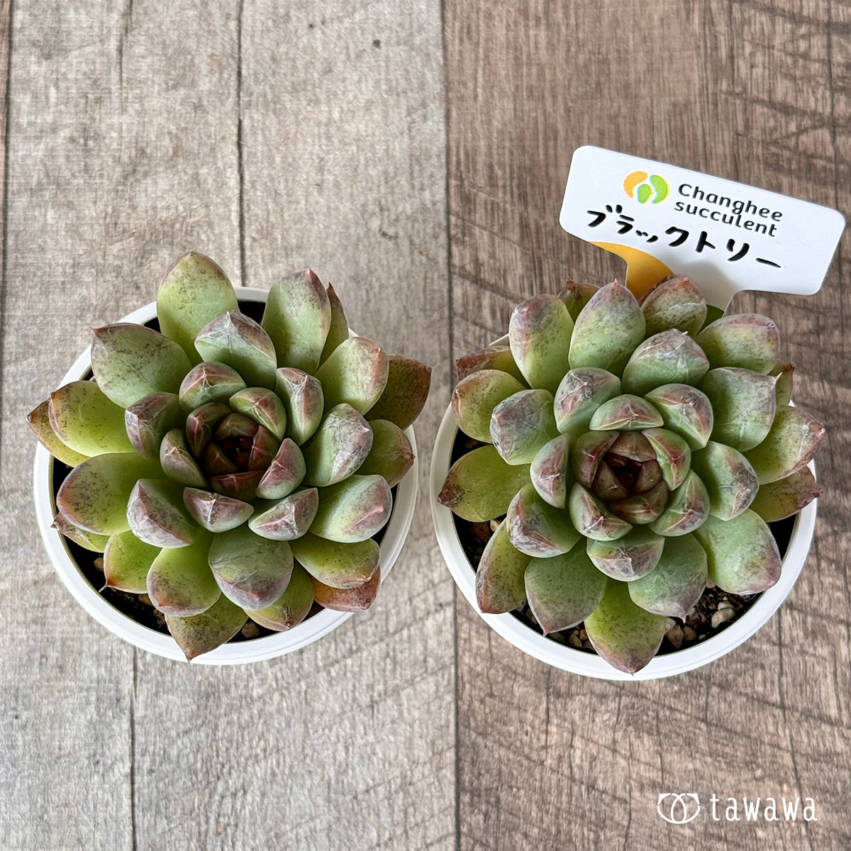 New Arrivals: Ice Green