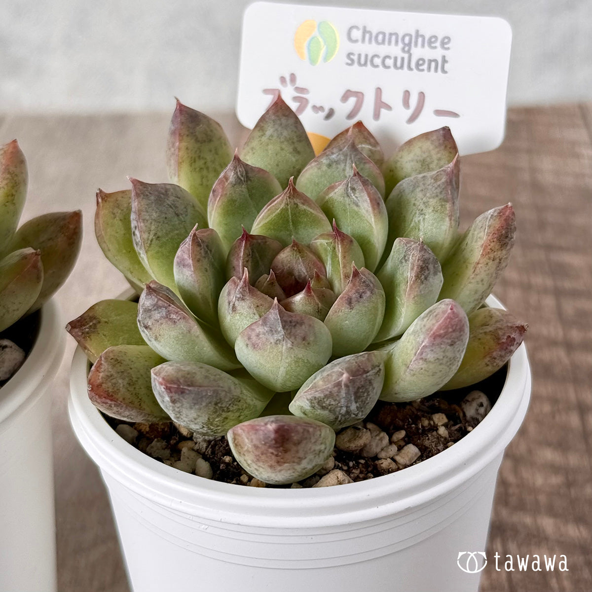 New Arrivals: Ice Green