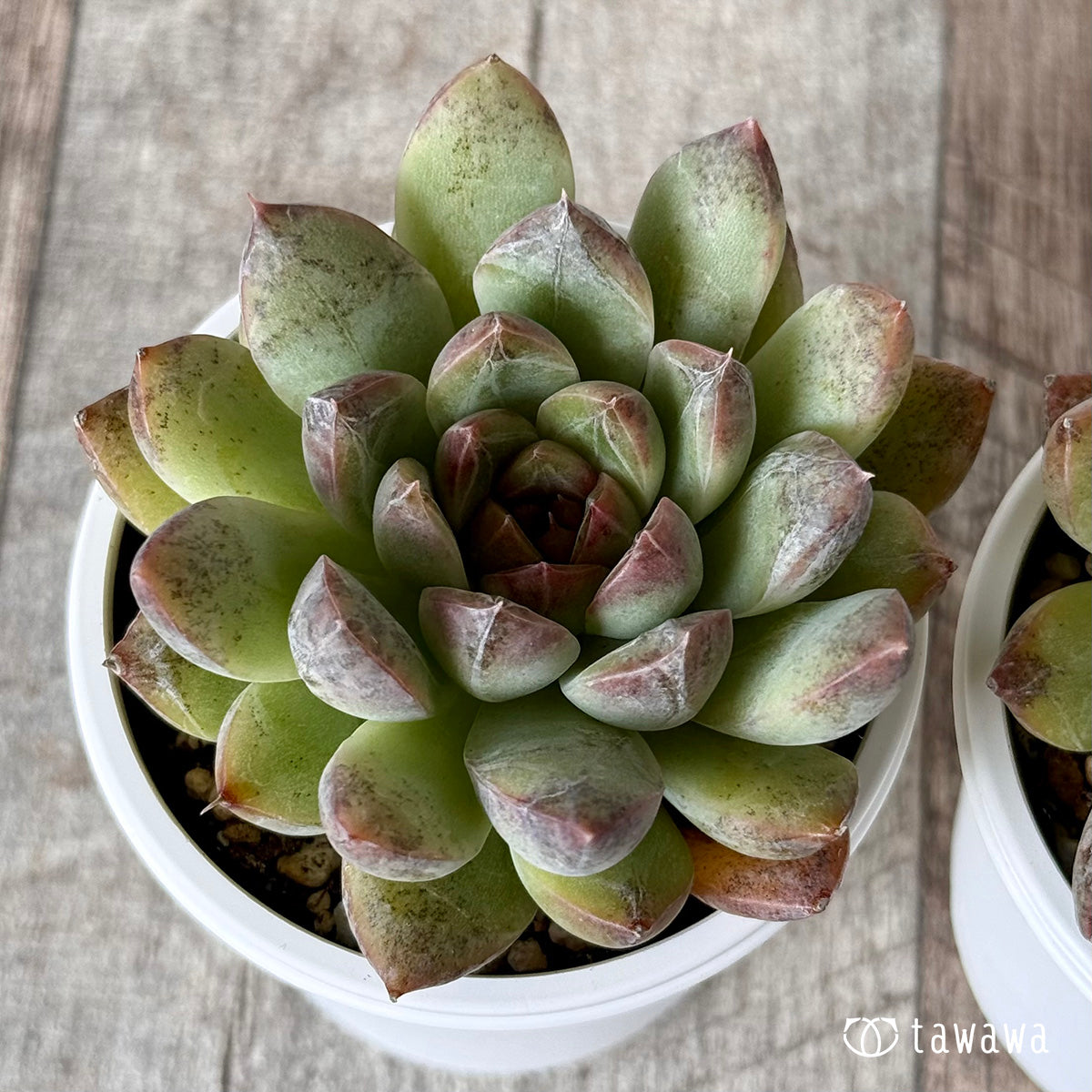 Echeveria – tagged 