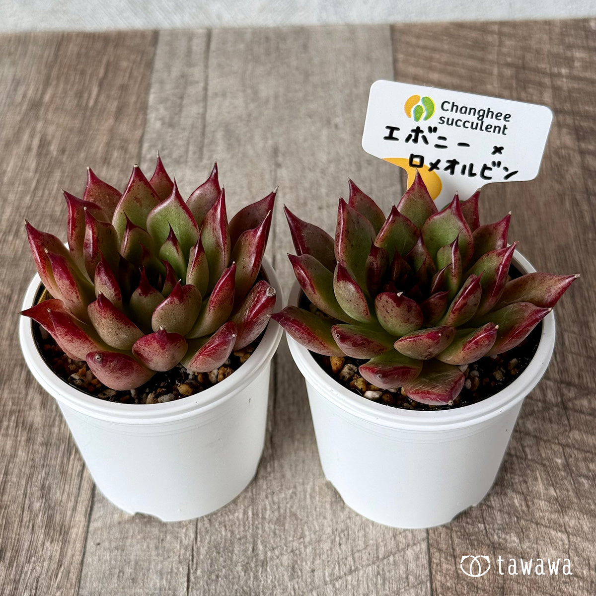 チェアマン　韓国苗 チェアマン 韓国苗