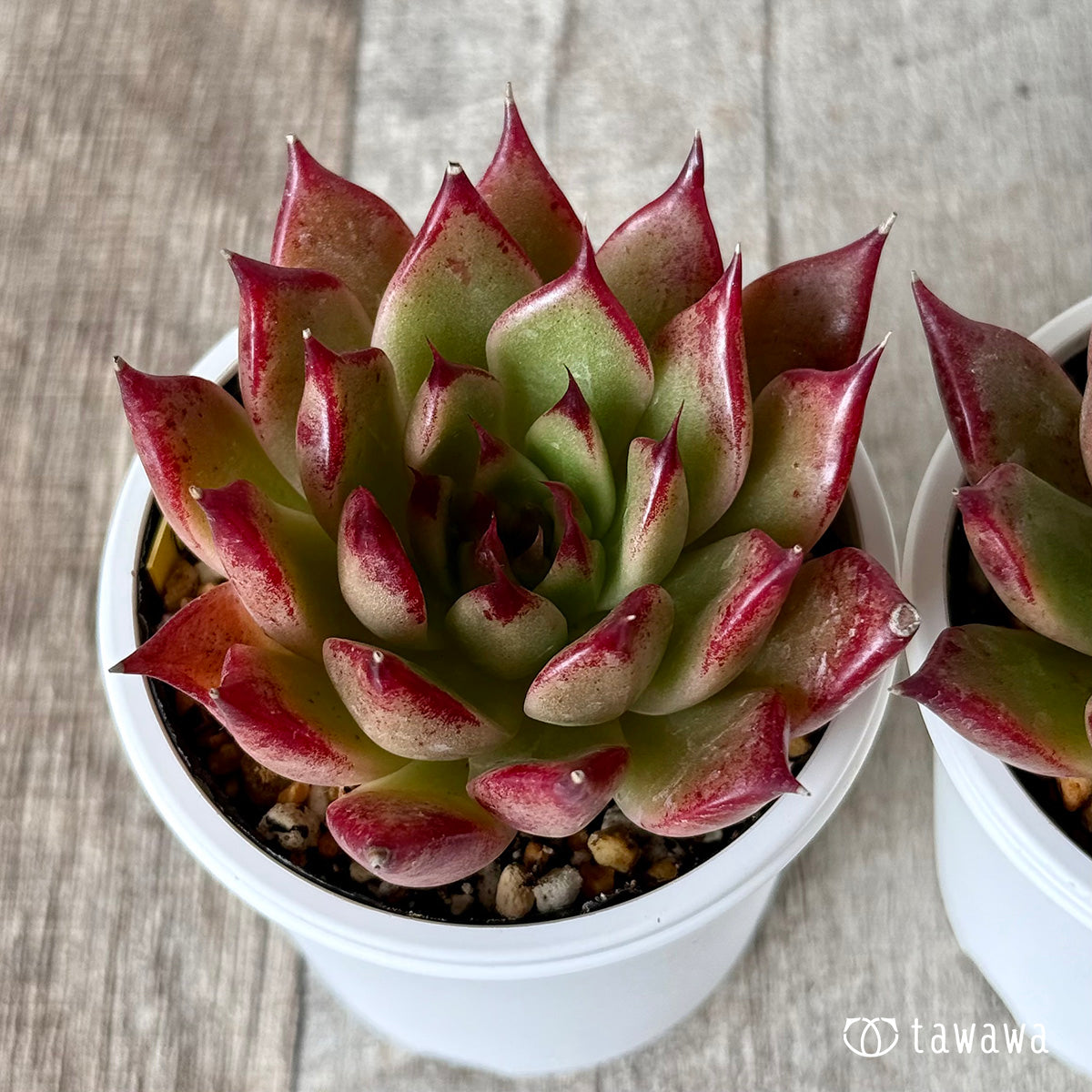 Echeveria – tagged 