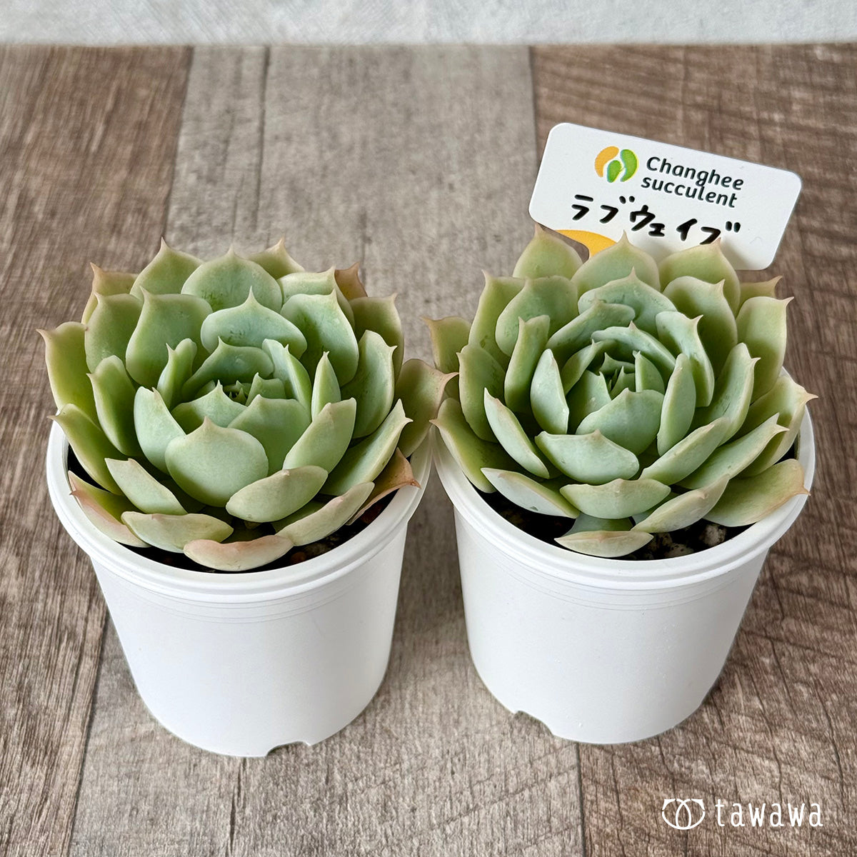 チェアマン　韓国苗 チェアマン 韓国苗