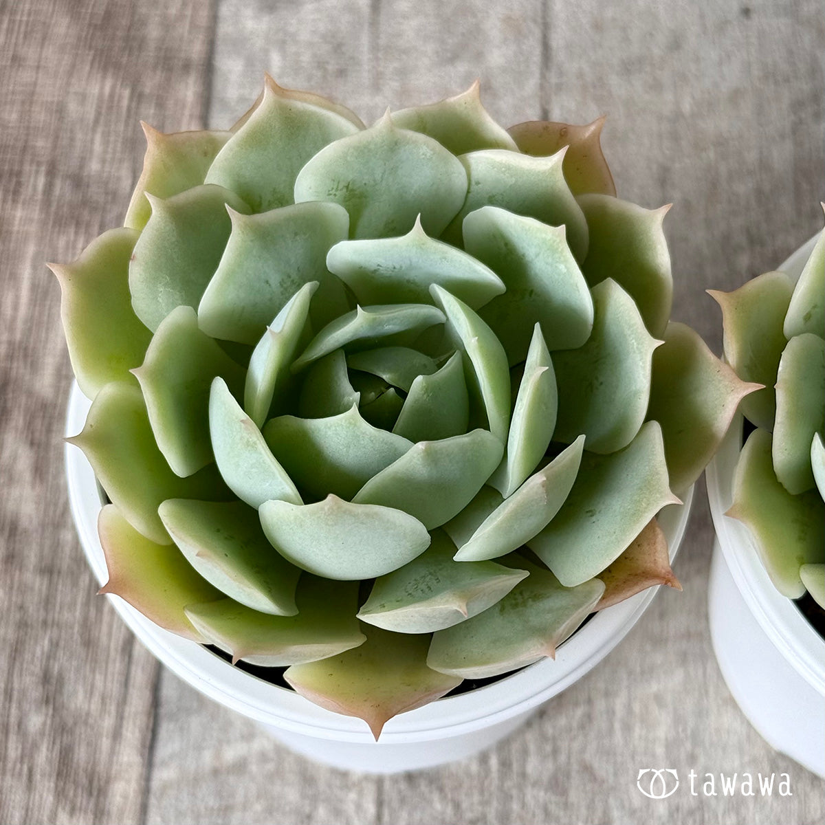 チェアマン　韓国苗 チェアマン 韓国苗