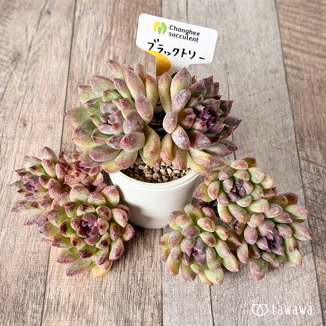 New Arrivals: Ice Green