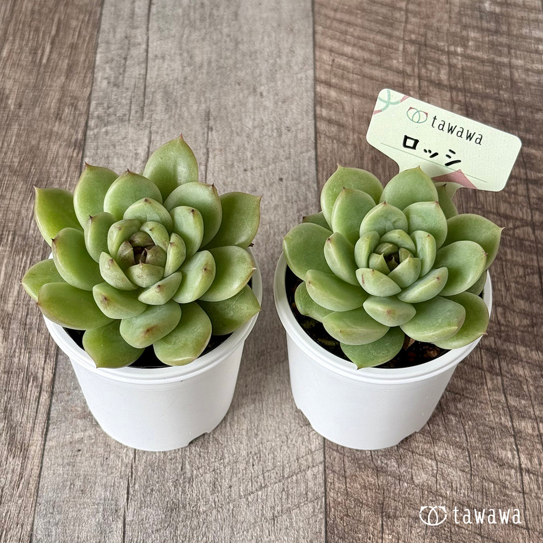 ＊新発売＊　ロッシ【tawawaハウス苗】