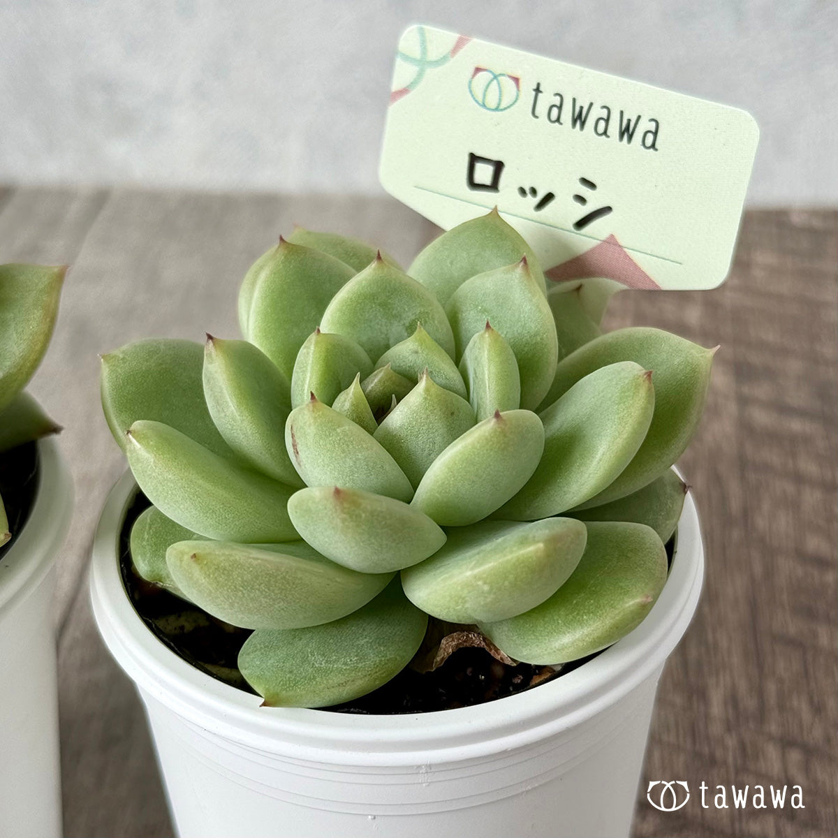 ＊新発売＊　ロッシ【tawawaハウス苗】