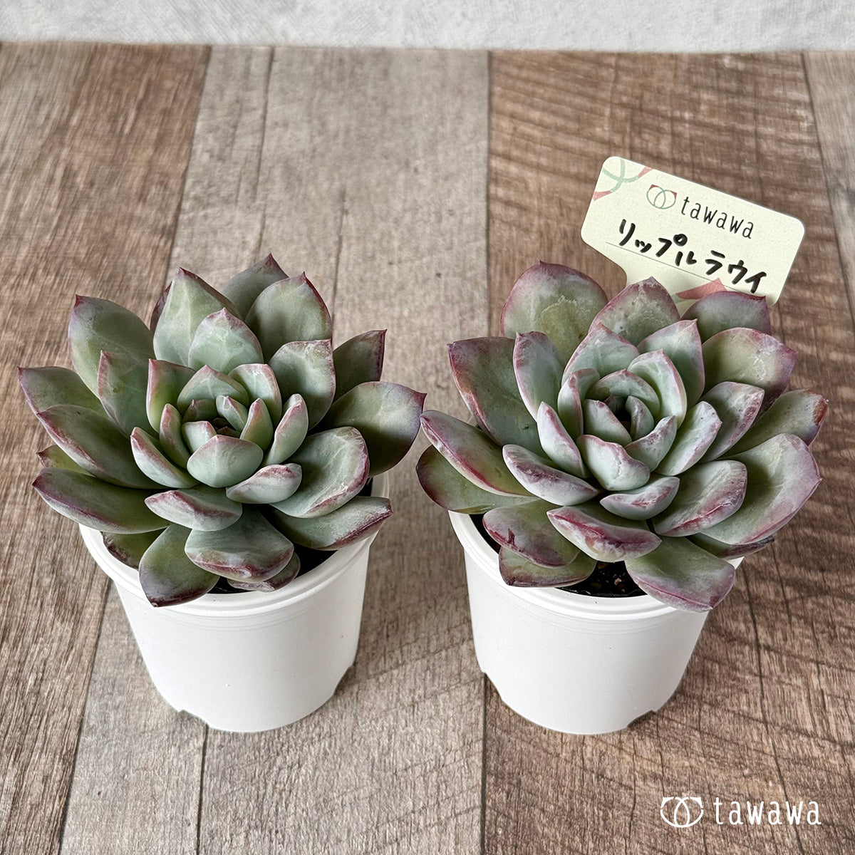 No247　 Towa商品　 三角お屋根 4段多肉植物棚 White No247 Towa様 専用商品 三角お屋根 4段多肉植物棚 White Amazon.co.jp