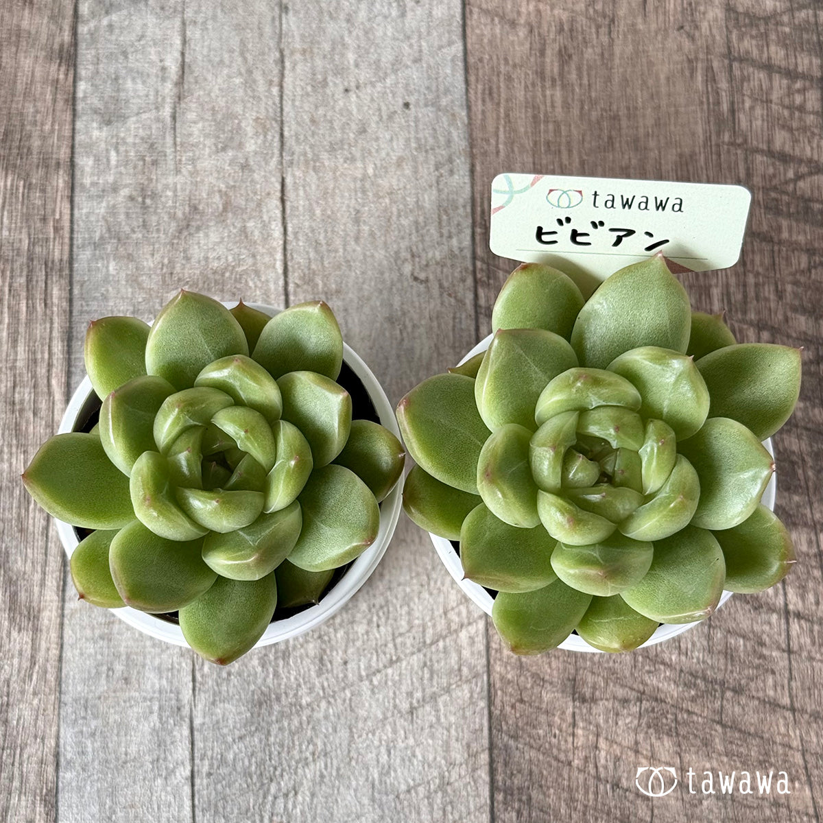 ＊新発売＊　ビビアン【tawawaハウス苗】