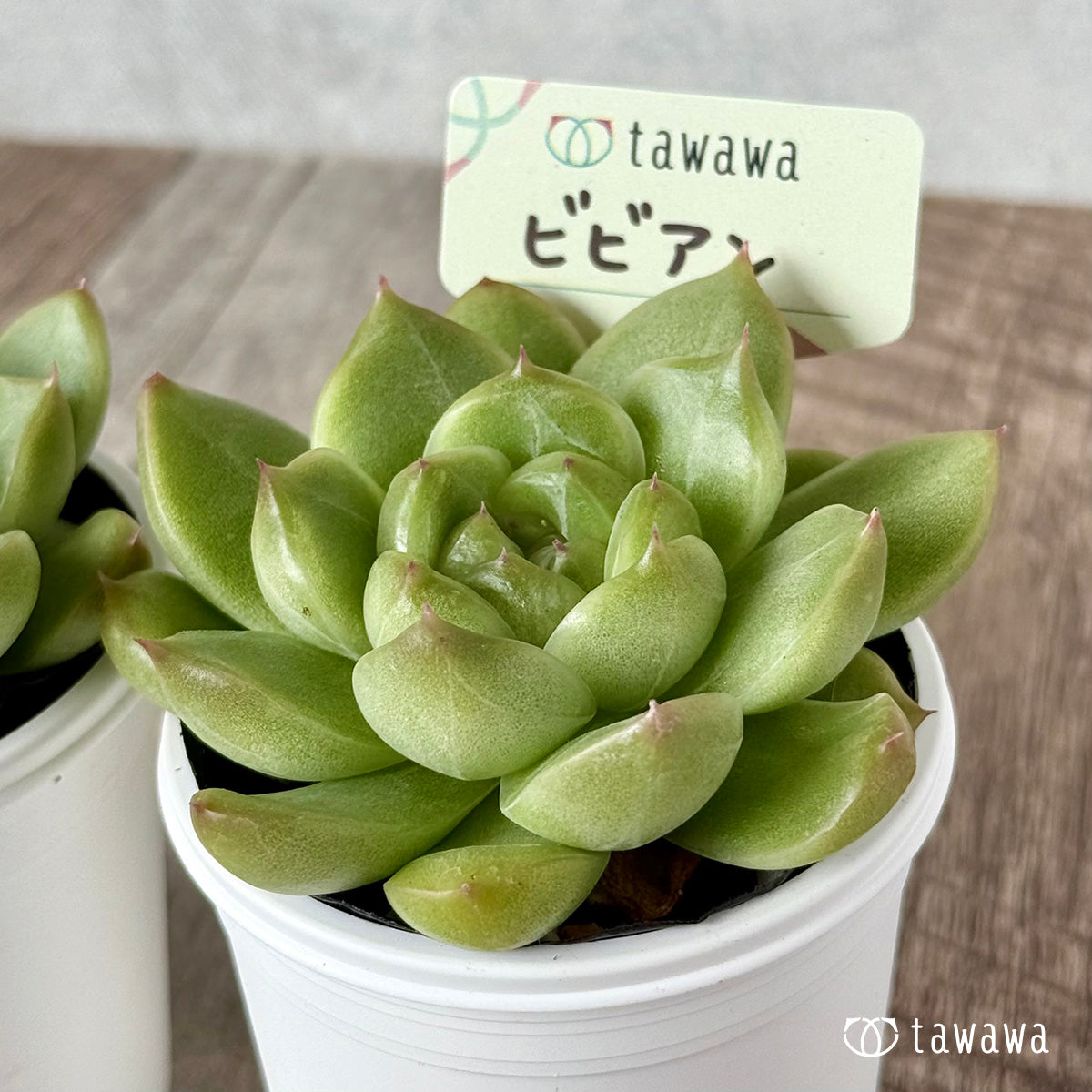 ＊新発売＊　ビビアン【tawawaハウス苗】