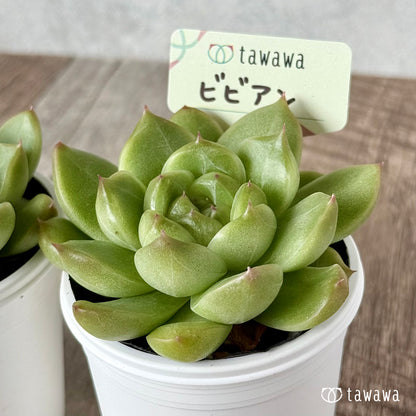 ＊新発売＊　ビビアン【tawawaハウス苗】