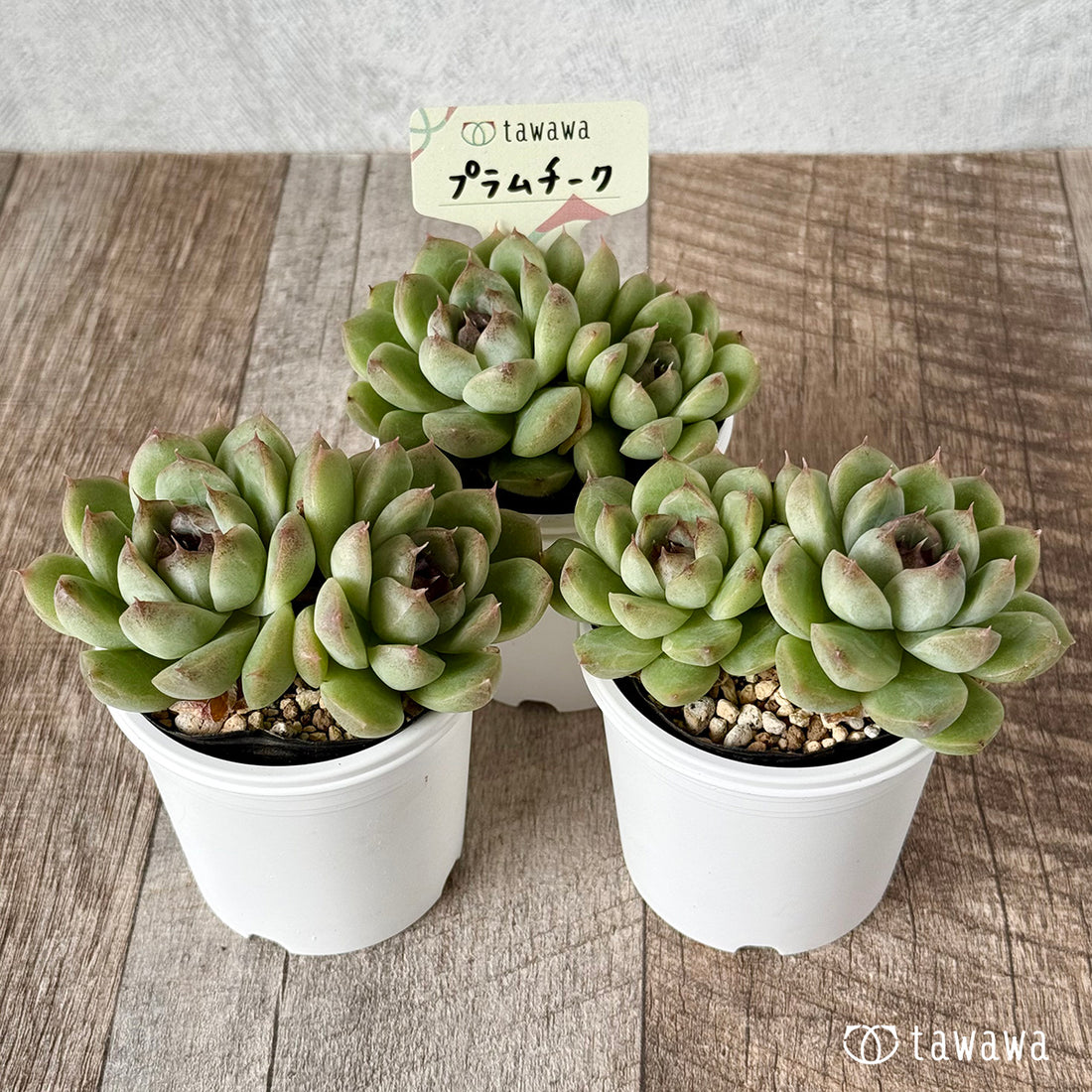 プラムチーク【tawawaハウス苗】