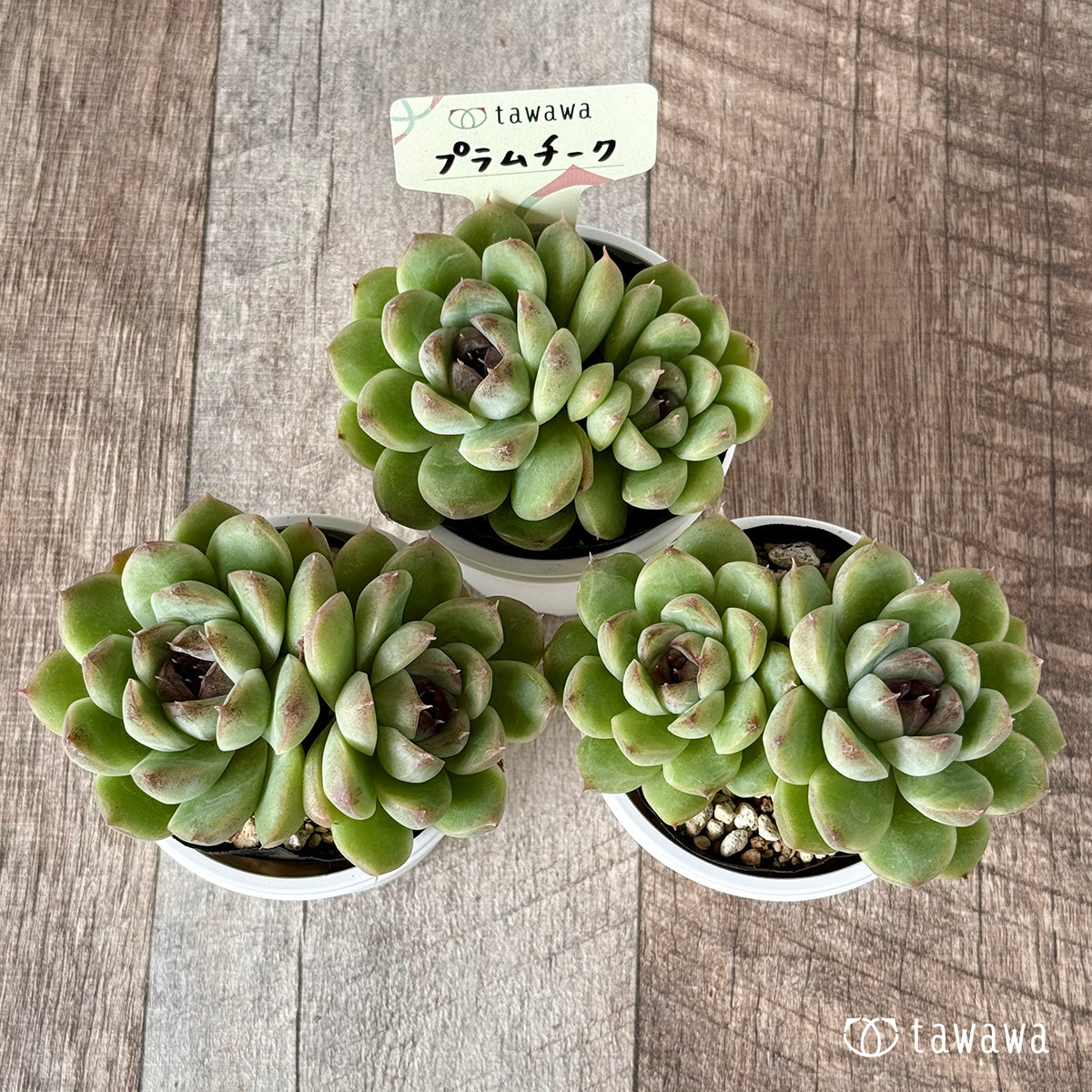 ＊新発売＊　プラムチーク【tawawaハウス苗】