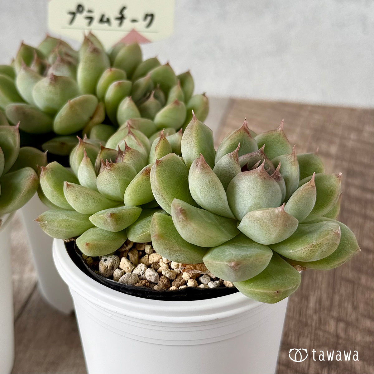 ＊新発売＊　プラムチーク【tawawaハウス苗】