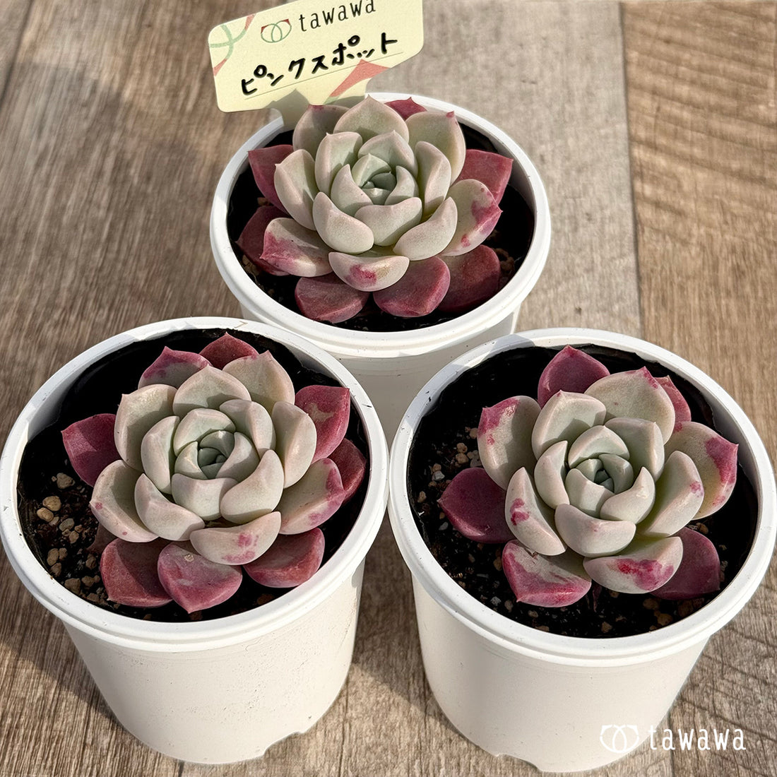 ピンクスポット 【tawawaハウス苗】