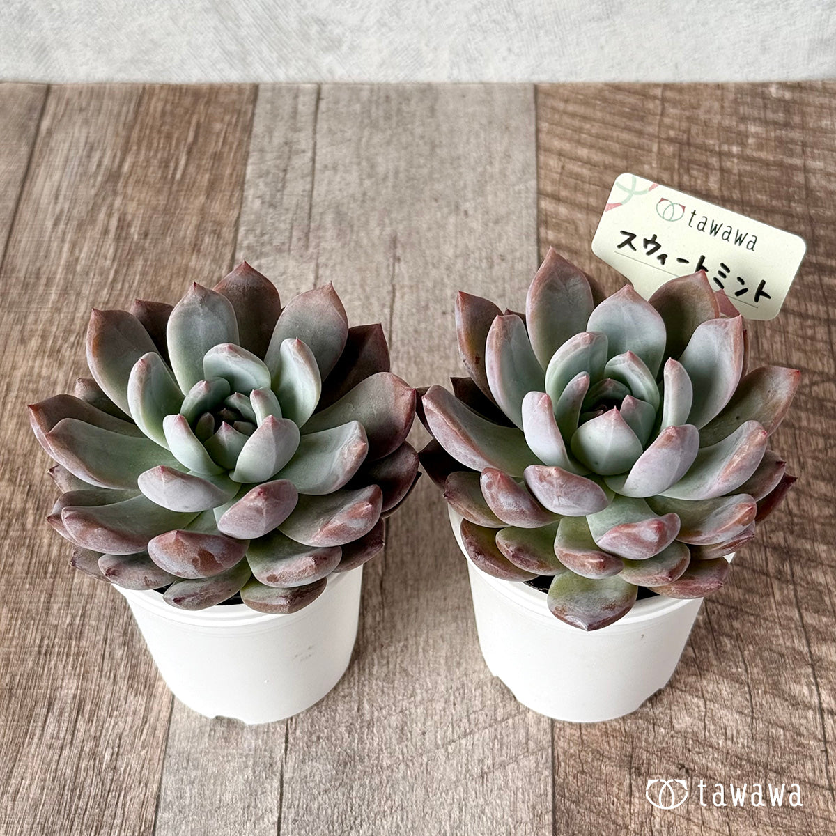 スウィートミント（エアーマジック農園）【tawawaハウス苗】 – 多肉