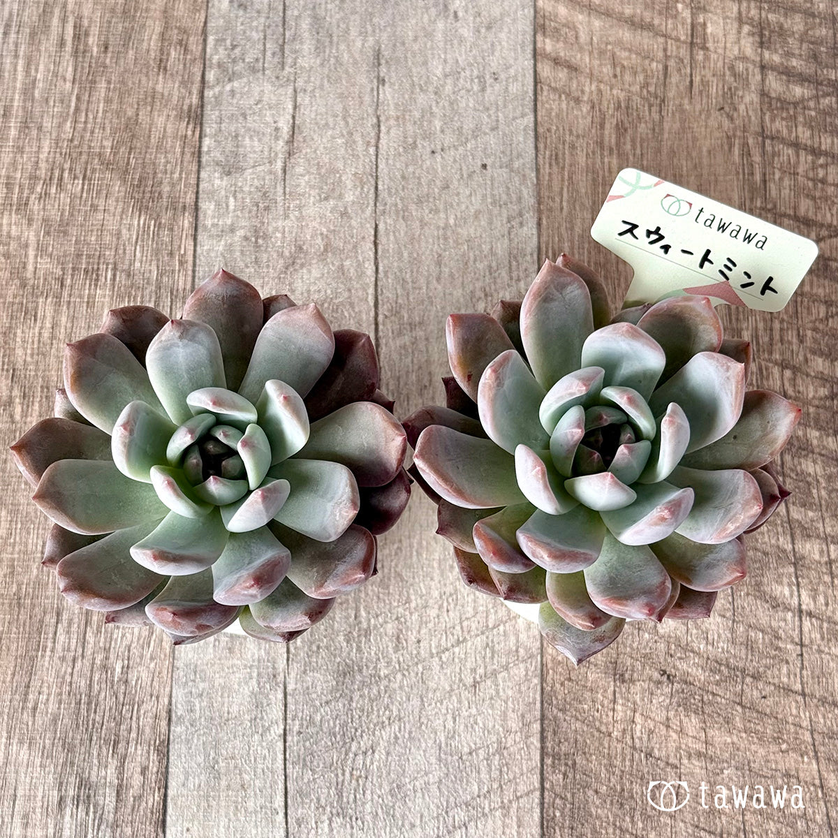 スウィートミント（エアーマジック農園）【tawawaハウス苗】 – 多肉
