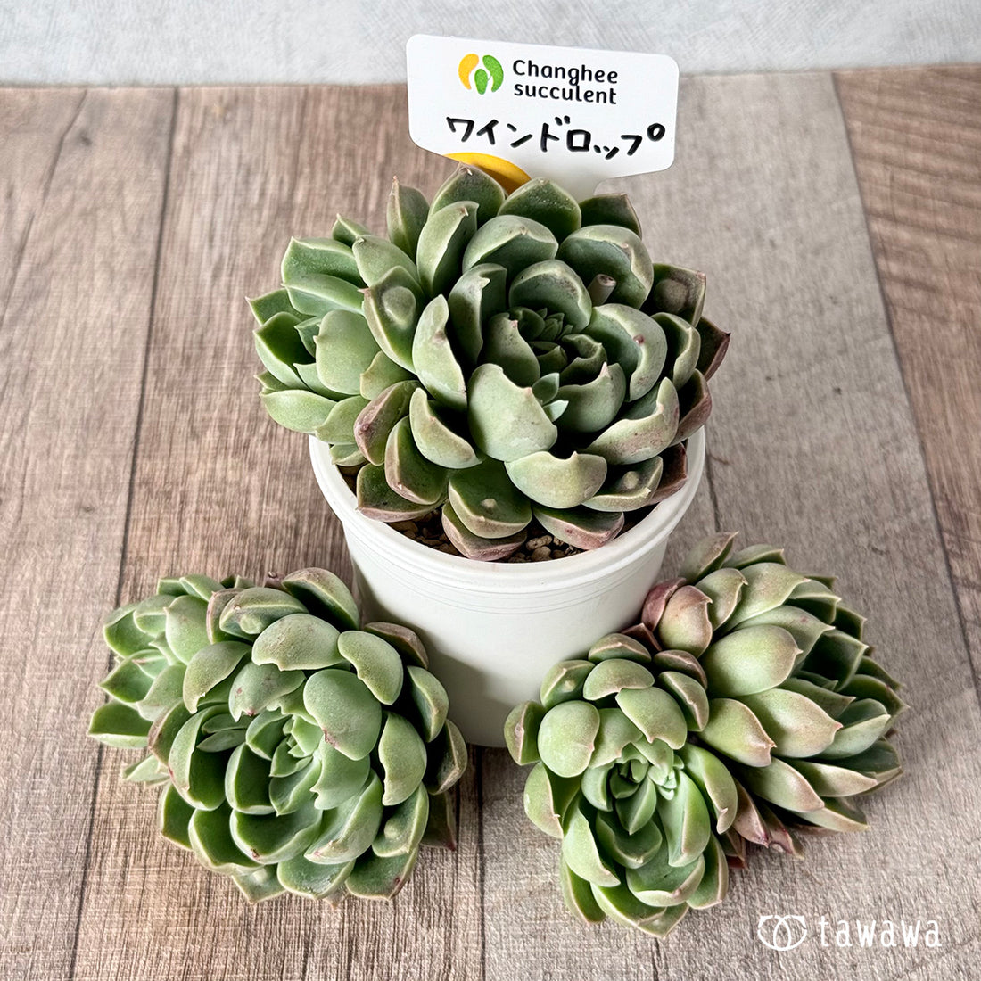 ワインドロップ【双頭苗】 (チャンヒー農園苗)