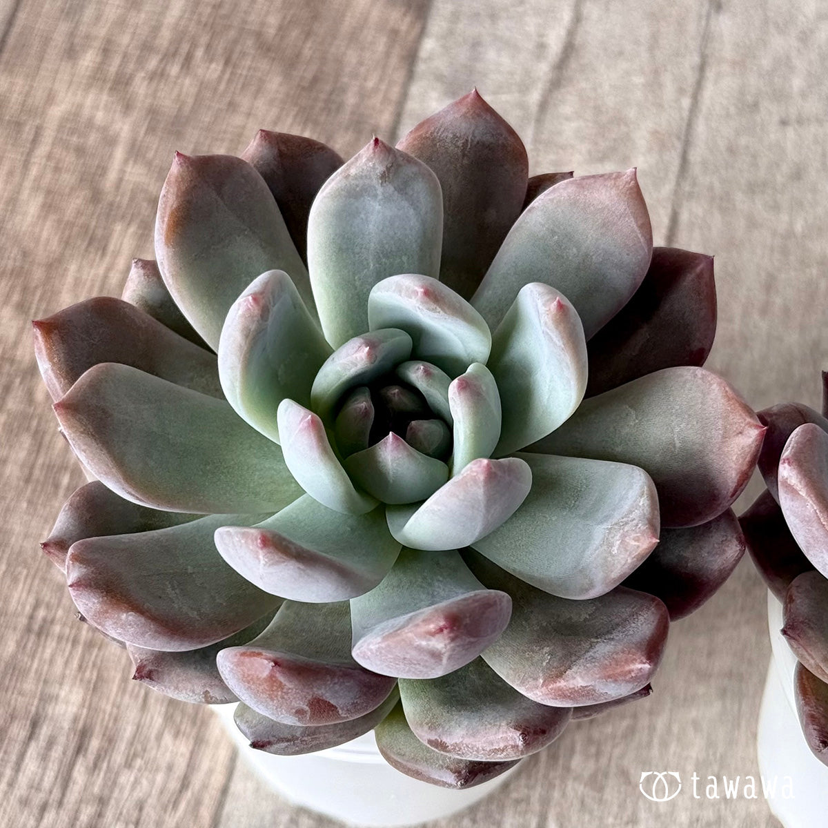 スウィートミント（エアーマジック農園）【tawawaハウス苗】 – 多肉