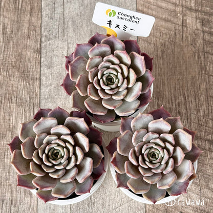 New Arrivals: Ice Green