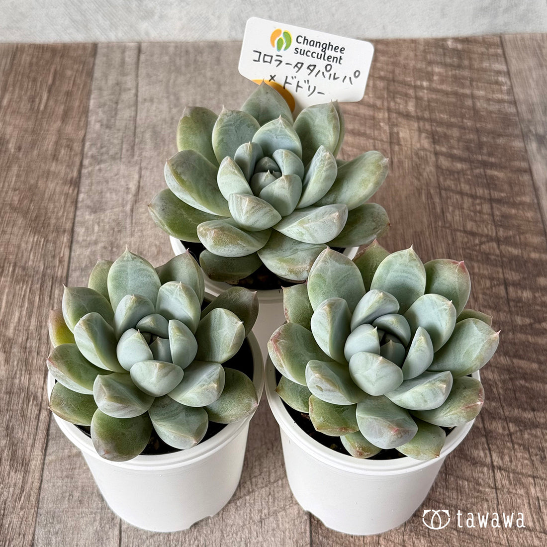 New Arrivals: Ice Green