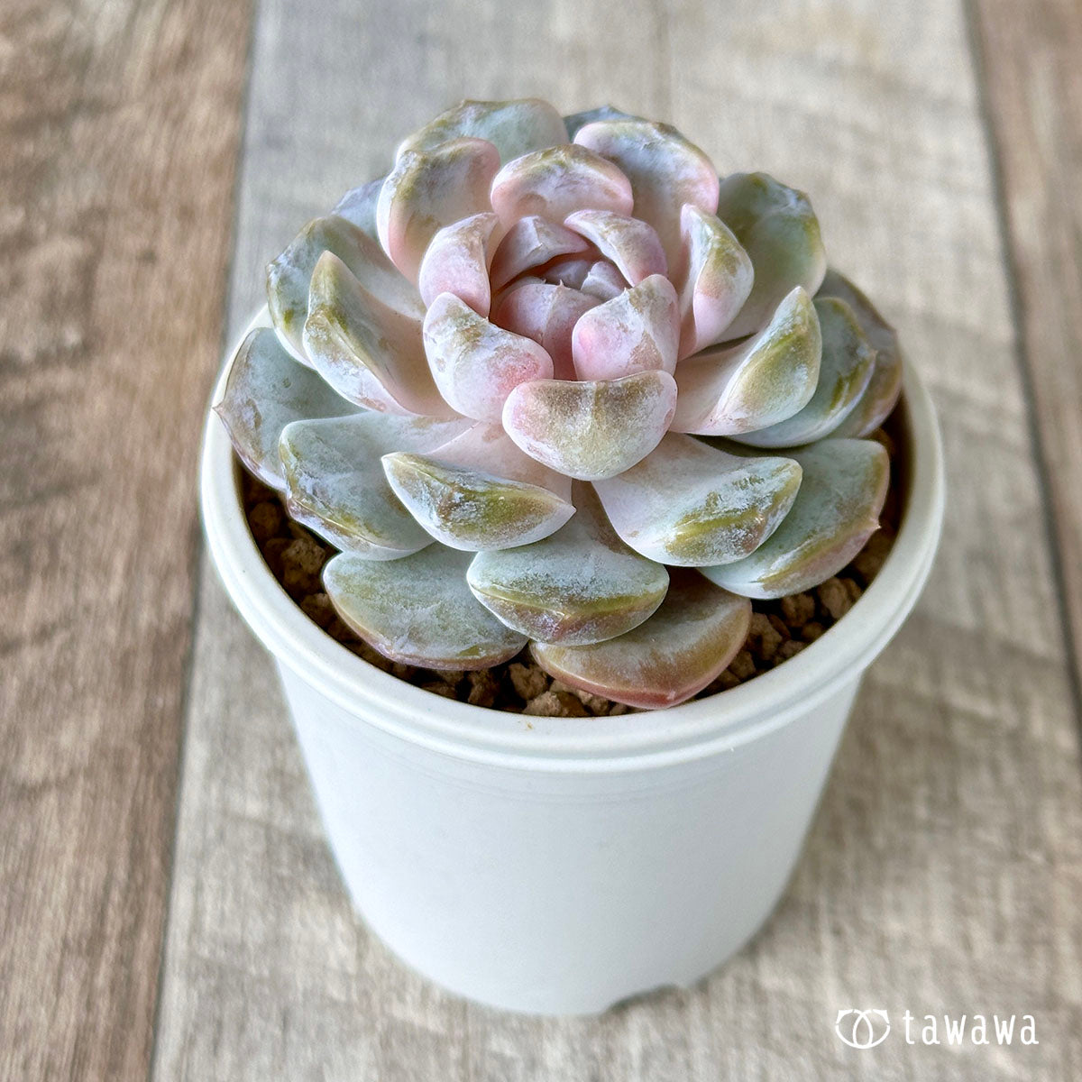 多肉植物 タイニーバーガー 子株つき 抜き苗 ❁⃘*.゜ - 植物/観葉植物