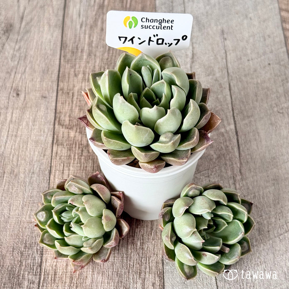 ワインドロップ【単頭苗】 (チャンヒー農園苗)