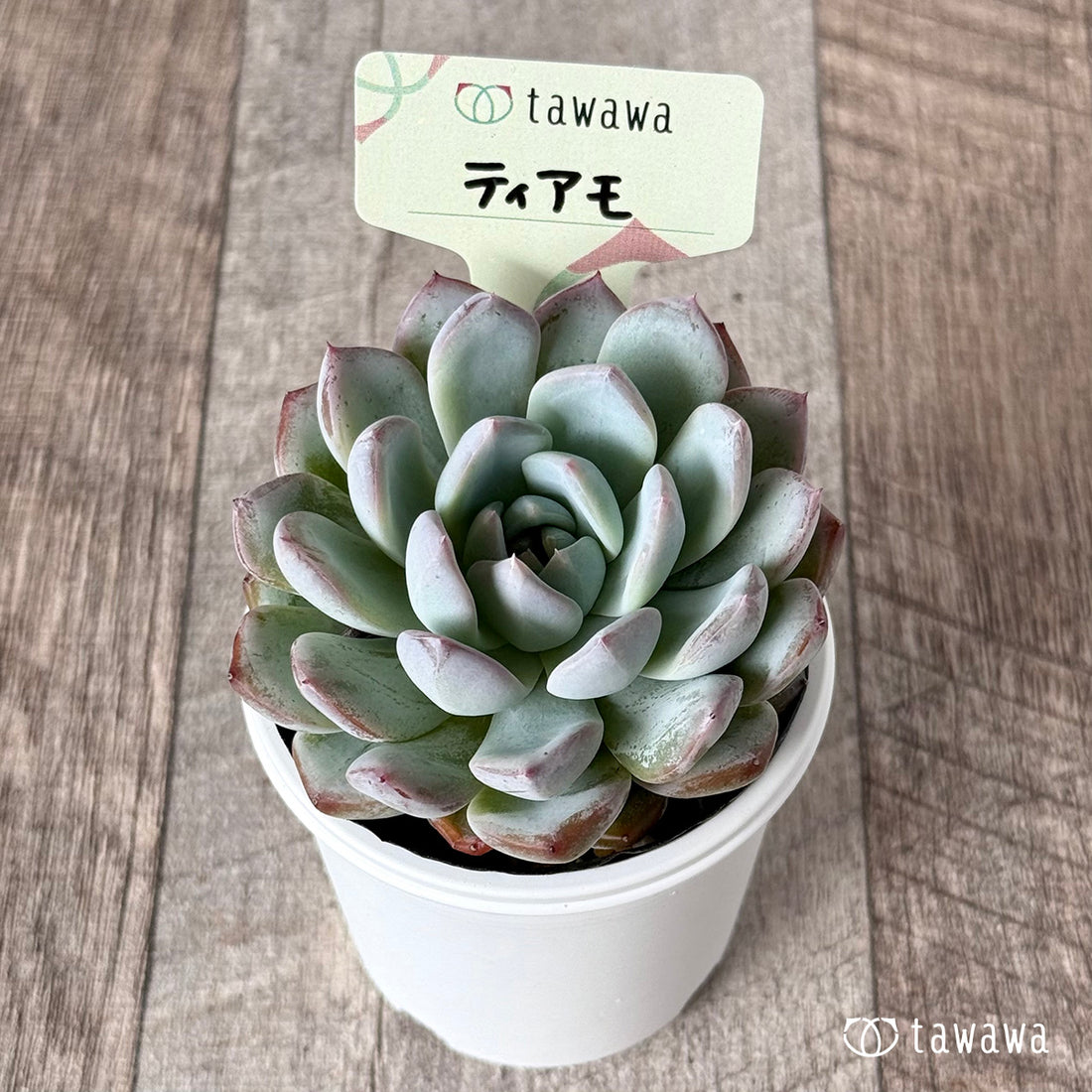 New Arrivals: Ice Green