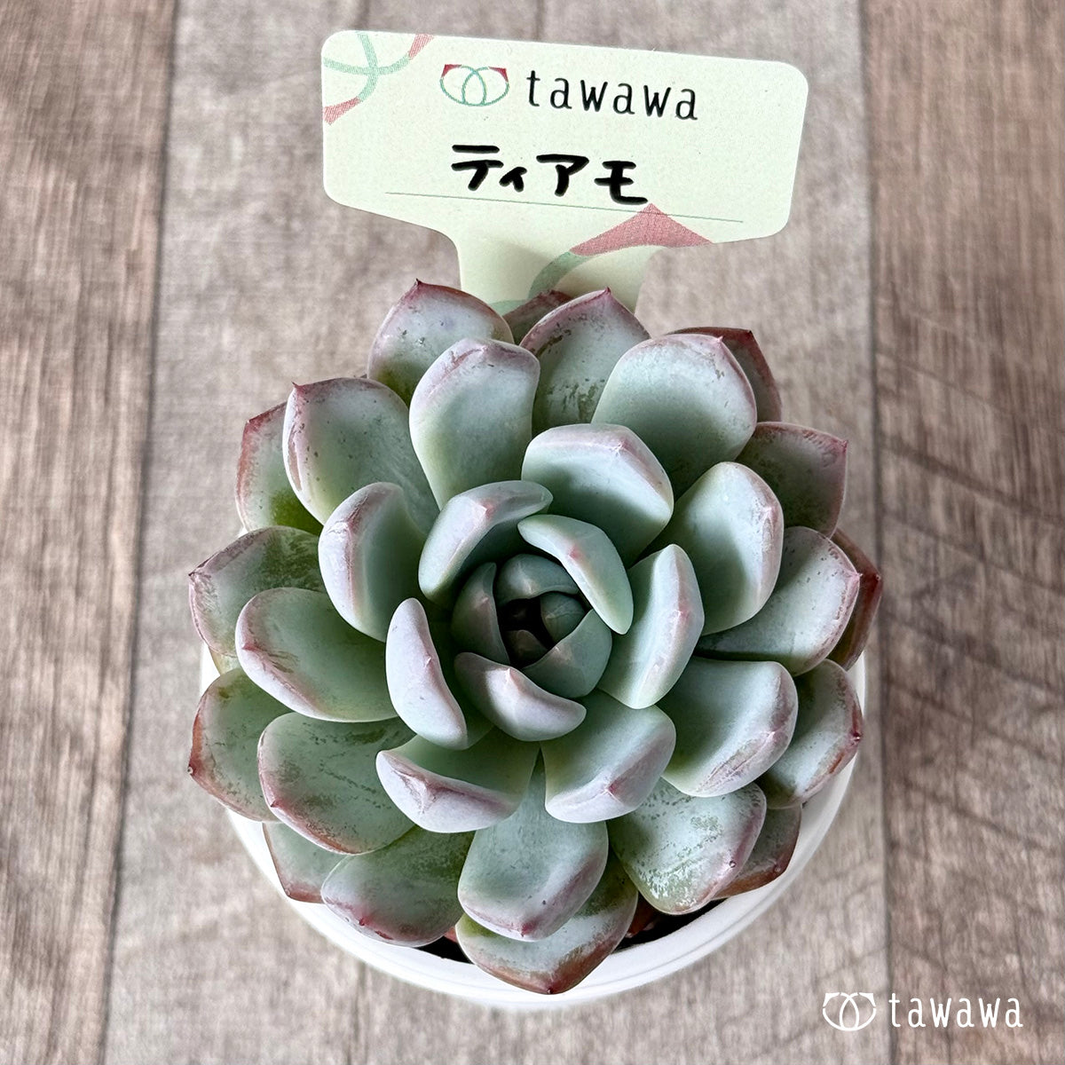 New Arrivals: Ice Green