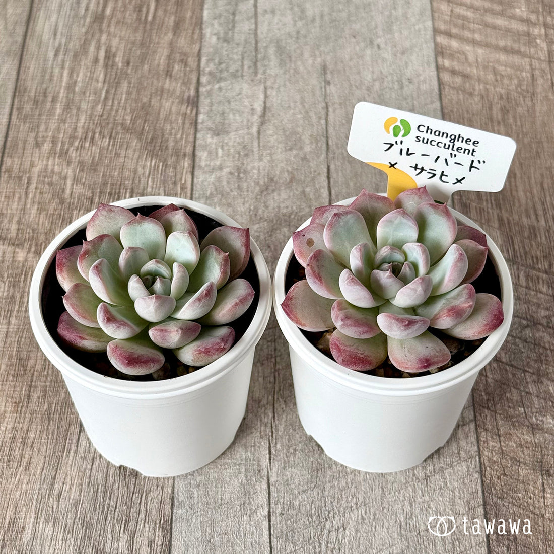 New Arrivals: Ice Green