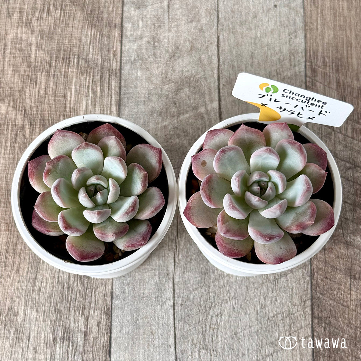 New Arrivals: Ice Green