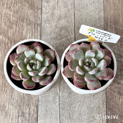 New Arrivals: Ice Green