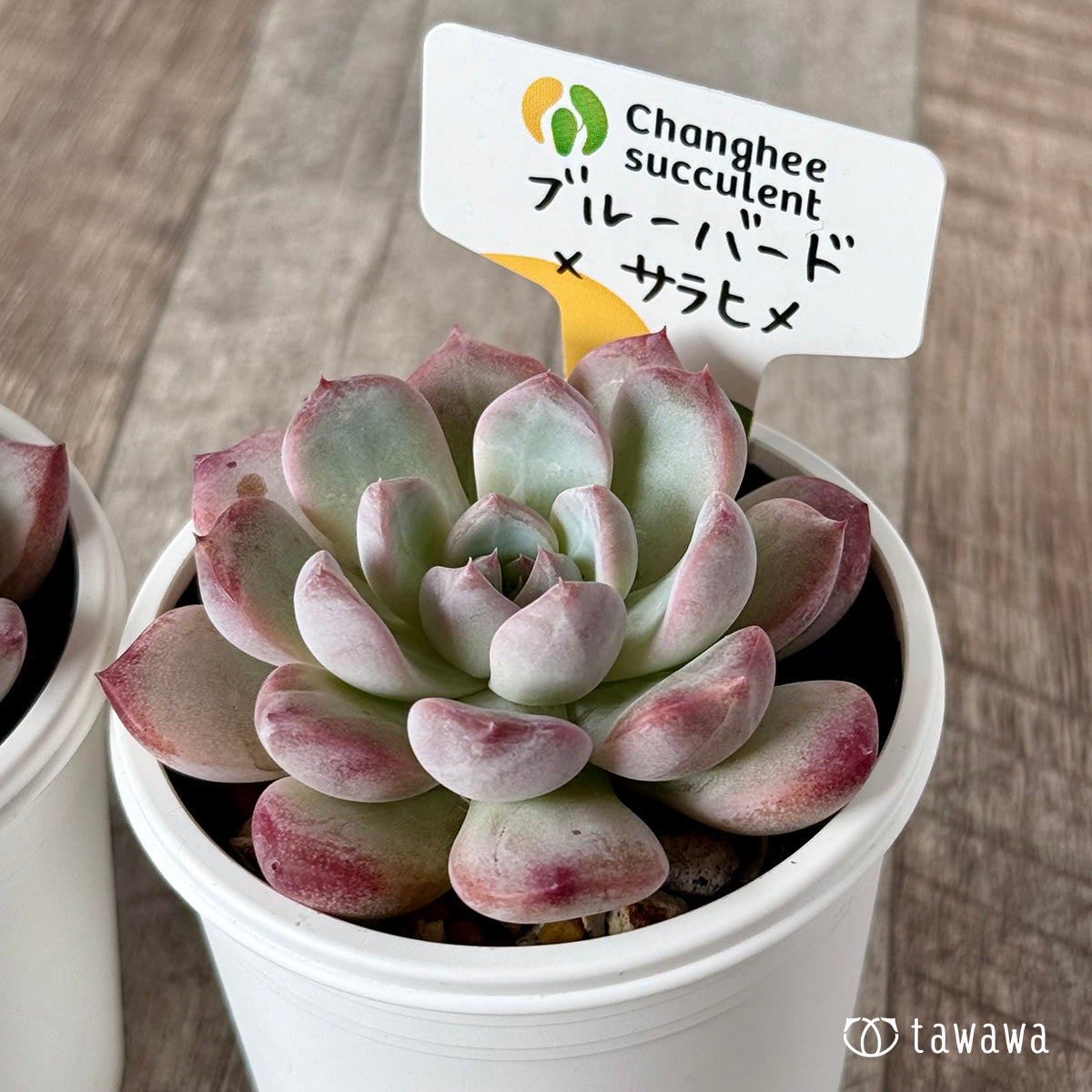 New Arrivals: Ice Green