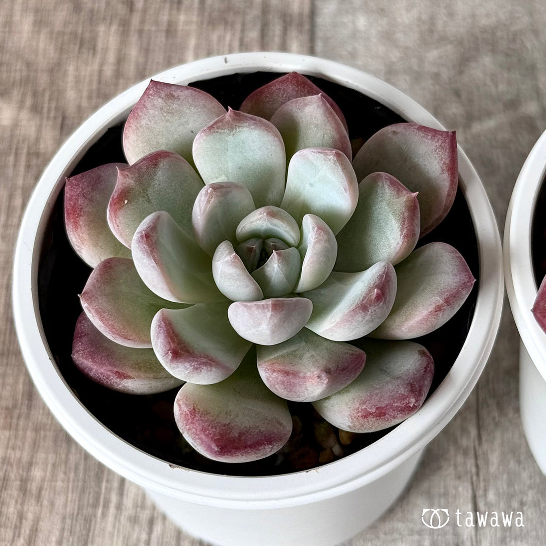 New Arrivals: Ice Green