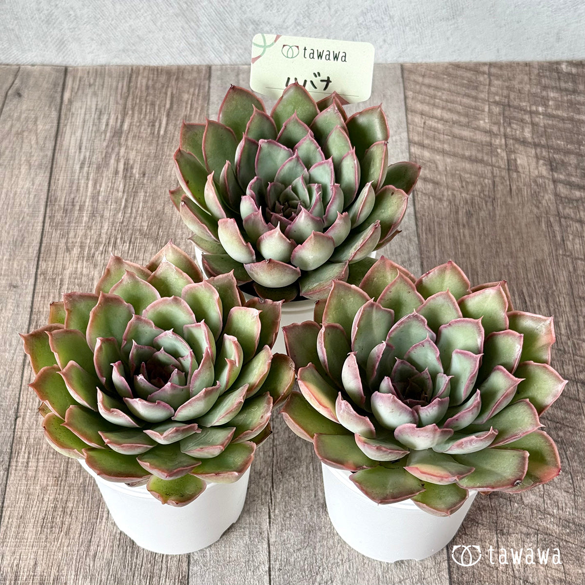 多肉植物　韓国苗　マジック 多肉植物 エケベリア 韓国苗 エアーマジック カット苗 1個