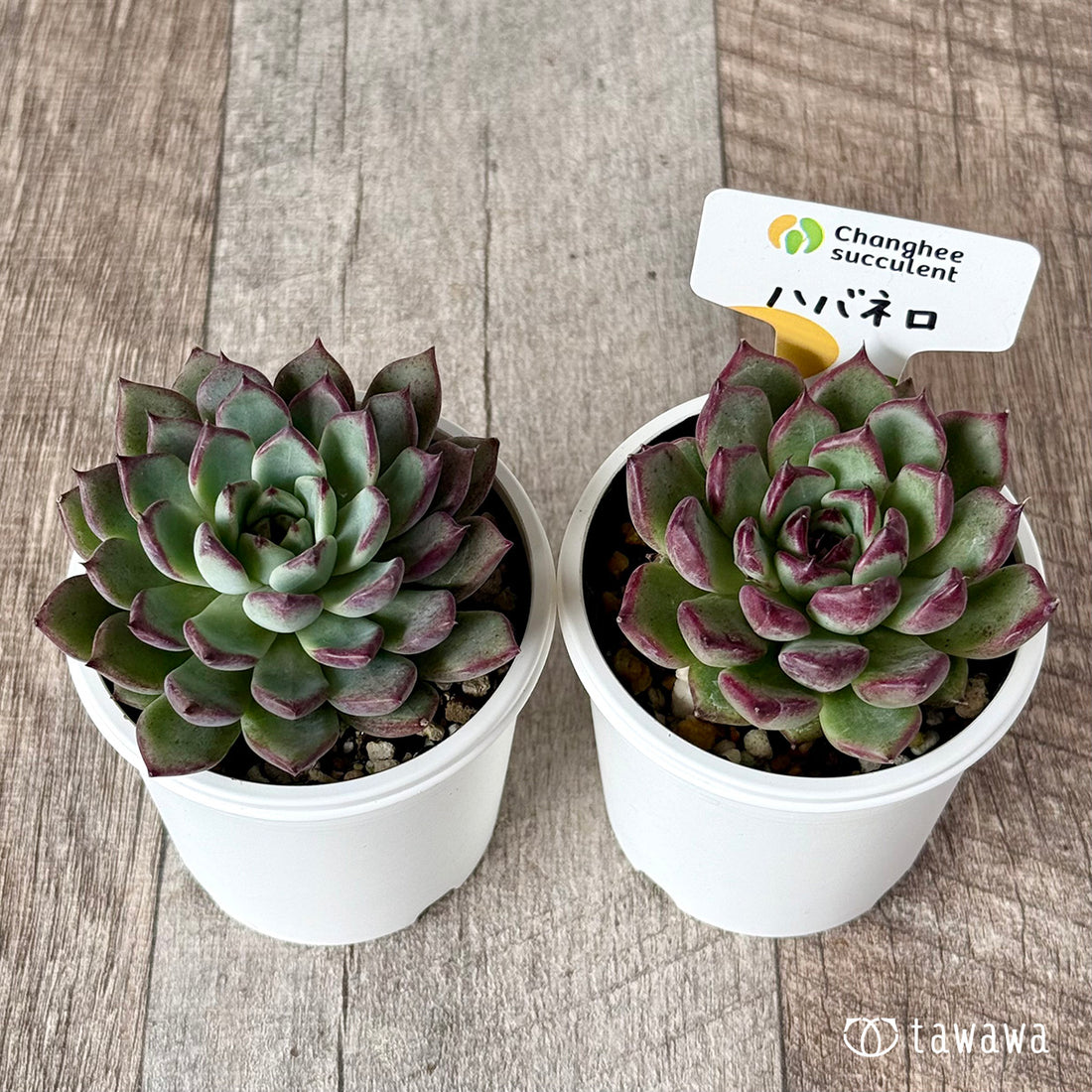 New Arrivals: Ice Green