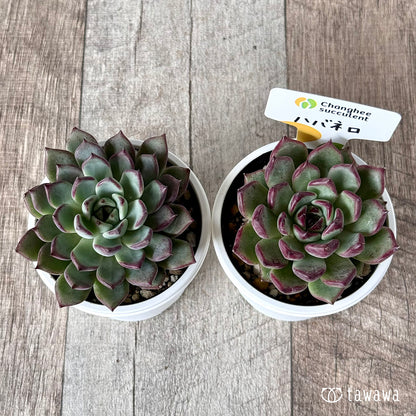 New Arrivals: Ice Green