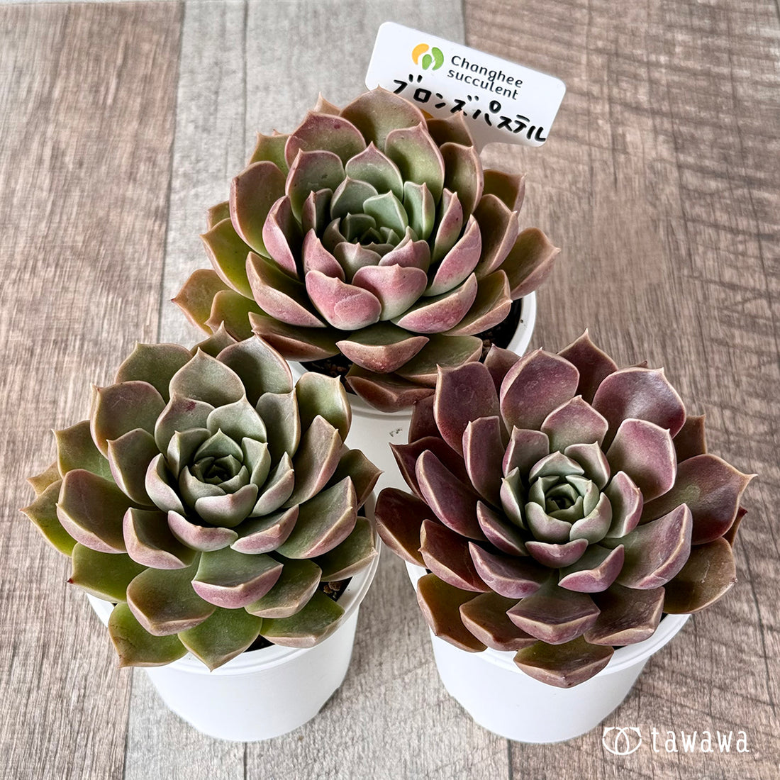 New Arrivals: Ice Green